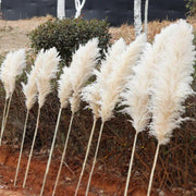 110 - 120cm Large Plume,Dried Fluffy Pampas Grass,Wholesale Boho Wedding Decor,Natural Real Flower,Home Decor,Garden Decoration