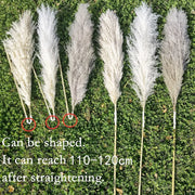 110 - 120cm Large Plume,Dried Fluffy Pampas Grass,Wholesale Boho Wedding Decor,Natural Real Flower,Home Decor,Garden Decoration